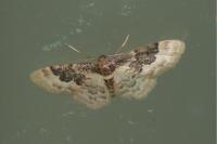 Idaea rusticata