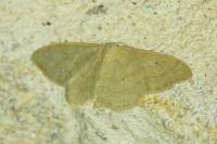 Idaea straminata