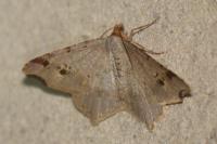 Macaria alternata