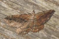 Philereme transversata
