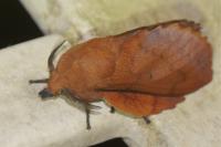 Gastropacha quercifolia
