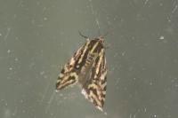 Emmelia trabealis