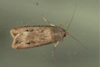 Agrotis ipsilon