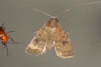 Caradrina morpheus