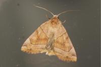 Cosmia trapezina
