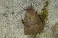 Hoplodrina blanda