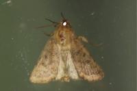 Hoplodrina octogenaria