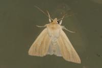 Mythimna pallens