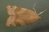 Noctua fimbriata