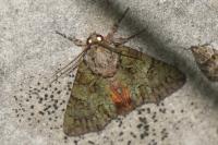 Polyphaenis sericata