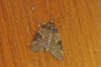 Nycteola revayana