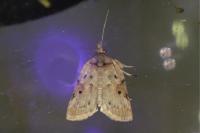Nycteola revayana