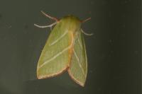 Pseudoips prasinanus