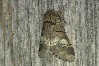 Drymonia querna
