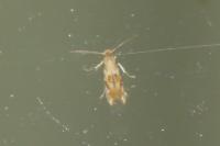 Bucculatrix ulmella