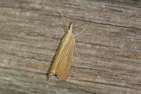 Chrysoteuchia culmella