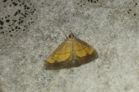 Evergestis limbata
