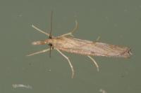 Pediasia contaminella