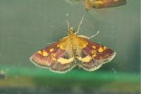 Pyrausta aurata