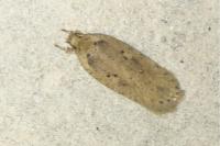 Agonopterix yeatiana