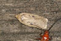 Agonopterix yeatiana