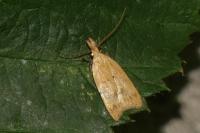 Acompsia schmidtiellus