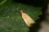 Acompsia schmidtiellus