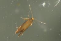 Crassa unitella