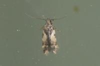 Teleiodes luculella