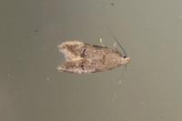 Teleiodes vulgella