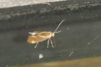 Metalampra italica