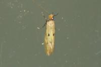 Tinea trinotella