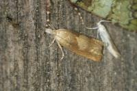 Eucosma conterminana
