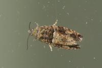 Eudemis profundana