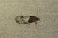 Notocelia roborana