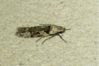 Carpatolechia decorella