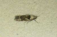 Carpatolechia decorella