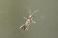 Paraswammerdamia nebulella