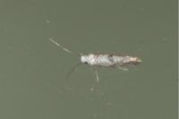 Paraswammerdamia albicapitella
