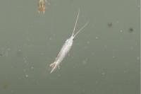 Coleophora
