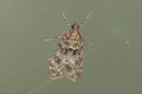 Eudonia mercurella
