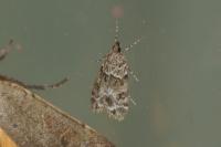 Eudonia mercurella