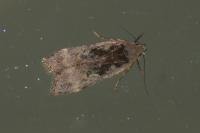 Anacampsis