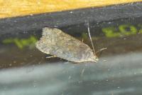 Anacampsis
