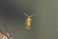 Caloptilia