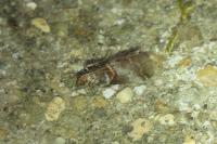 Acrobasis advenella