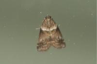 Acrobasis consociella