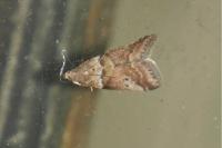 Acrobasis consociella