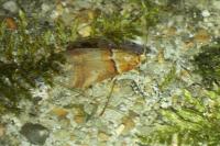 Acrobasis repandana