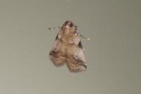 Acrobasis sp (glaucella/falouella)